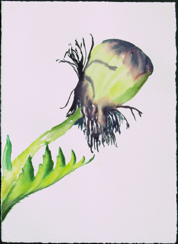 painting: Poppy's Last Chance